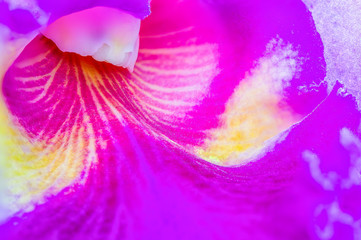 Fototapeta na wymiar Pink petals close up of Cattleya flower, see fine details of flowers pollen image.