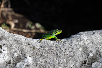 green lizard on a rock