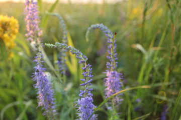Fototapeta premium blue and lilac flowers in the grass in summer
