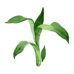 Dracaena sanderiana green leaves. Watercolor background set. Isolated bamboo illustration element.