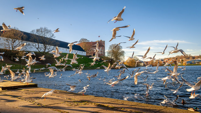 Kolding, Denmark - Seagulls flying by the waterfront in Kolding