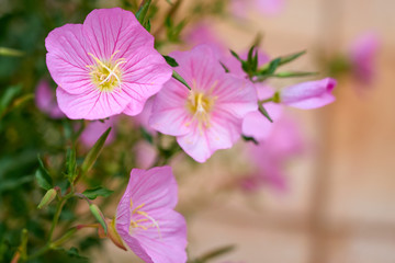 Fototapeta premium Pink flowers outdoors with blurred background. Copy space. 