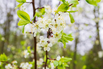 Blooming tree with white flowers in early spring in the forest
