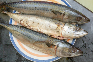 Raw fish mackerel lies on a plate before cooking