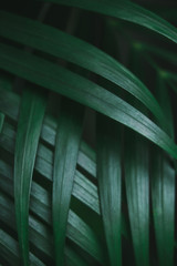 Fototapeta na wymiar Deep dark green palm leaves pattern. Creative layout, toned image filter effect