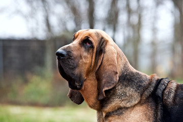 Dog breed bloodhound portrait in profile on nature - obrazy, fototapety, plakaty