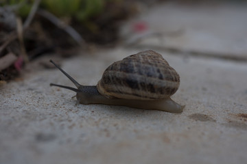 Snail moving slowly to its goal