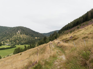 Fototapeta na wymiar Schwarzwaldlandschaft - Natur und grüne Landschaft in Menzenschwand im Schwarzwald, Menzenschwander Alb, Südhang des Feldberges