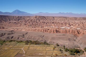 Catarpe in Chili (Atacama)