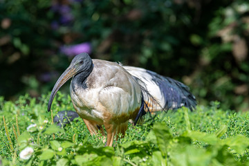 Sacred ibis Walking in Grass