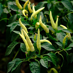 green peppers growing in the garden