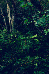 Jungle tree beauty green and blue Color