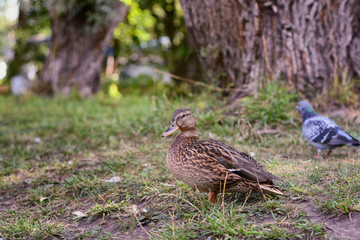 One duck on the shore of the pond and a dove in the background among the trees