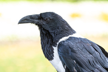 Fototapeta premium Raven at Knaresborough Castle