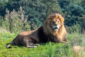 Fototapeta na wymiar Large Male Lion in Grassland