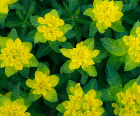 Bright yellow flowers texture. Flower background, ornament. Euphorbia epithymoides or cushion...