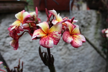 Las gotas de mi flor 