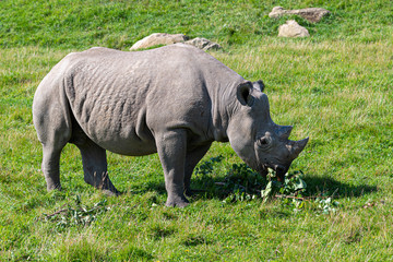 Obraz premium critically endangered African Black Rhino