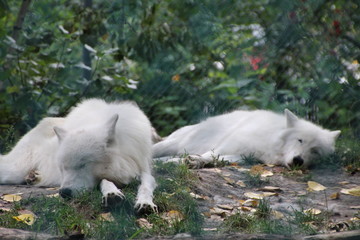 Sleeping Arctic Wolfs, Edmonton Valley Zoo, Edmonton, Alberta