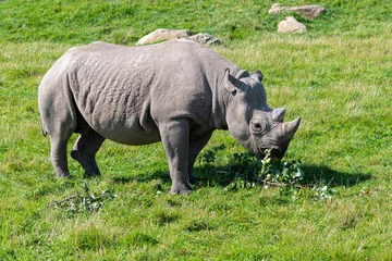Foto op Plexiglas critically endangered African Black Rhino © Ian