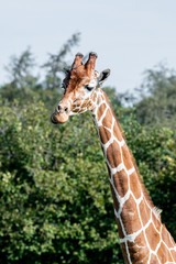Beautiful Rothschild Giraffe Head Portrait
