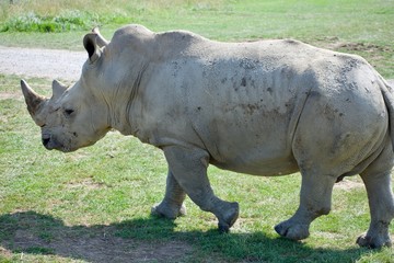 Single white rhino from behind
