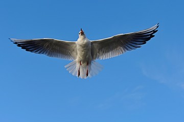 seagull in flight, seagull flying in clear sky