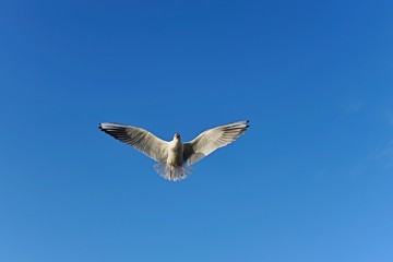 wind, air, blue sky, blue background, excellence, alone, strive, brave, bluesky, beauty, wings, cruising, bright, birds, summer, up, fre