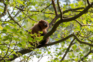 Red Bellied Lemur Sat in a Tree