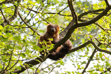 Red Bellied Lemur Sat in a Tree