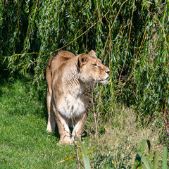 Majestic Lioness Walking in Grass