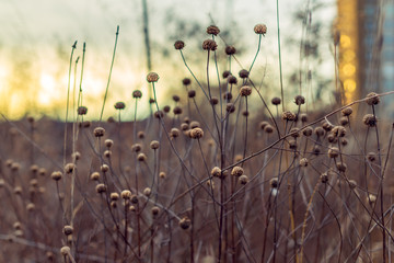 field of dried flowers at sunset in the winter