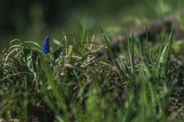 Blau inmitten von Gr&uuml;n