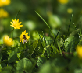 Biene auf einer Blume