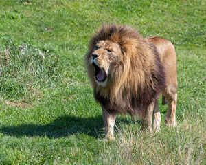 Obraz na płótnie Canvas Large Male Lion in Grassland