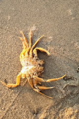 View of a crab, washed ashore on the sand of the beach