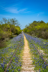 View down an abandoned railway track covered with Texas blue bonnets