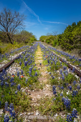 View down an abandoned railway track covered with Texas blue bonnets