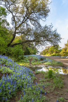 Hills covered with Texas blue bonnets along small country road