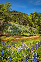 Hills of Texas blue bonnets and other wildflowers