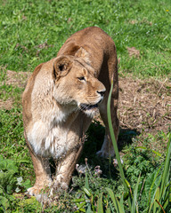 Majestic Lioness Walking in Grass