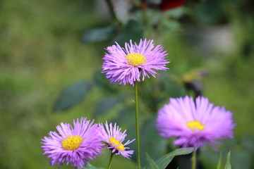 Obraz premium flowers of Aster Alpine in the garden