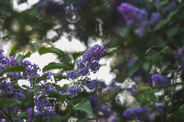 Schmetterlingsflieder