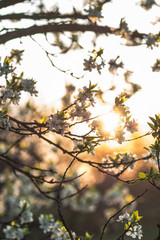 Blüten vorm Sonnenuntergang
