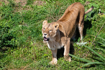 Majestic Lioness Walking in Grass