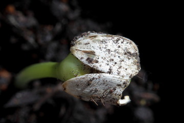 macro detail of sunflower seed germinating in spring