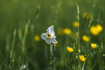 Weisse Narzisse 