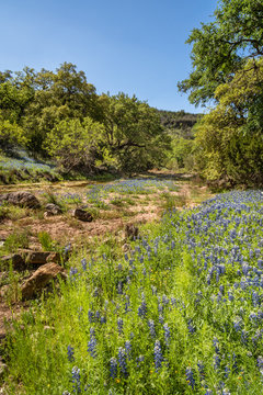Landscape covered with Texas blue bonnets along a small dry creek bed