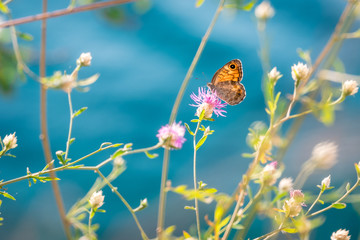 butterfly on a flower on a sunny summer day
