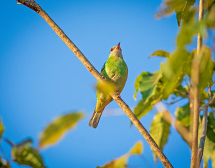 Saíra verde - Aves do cerrado